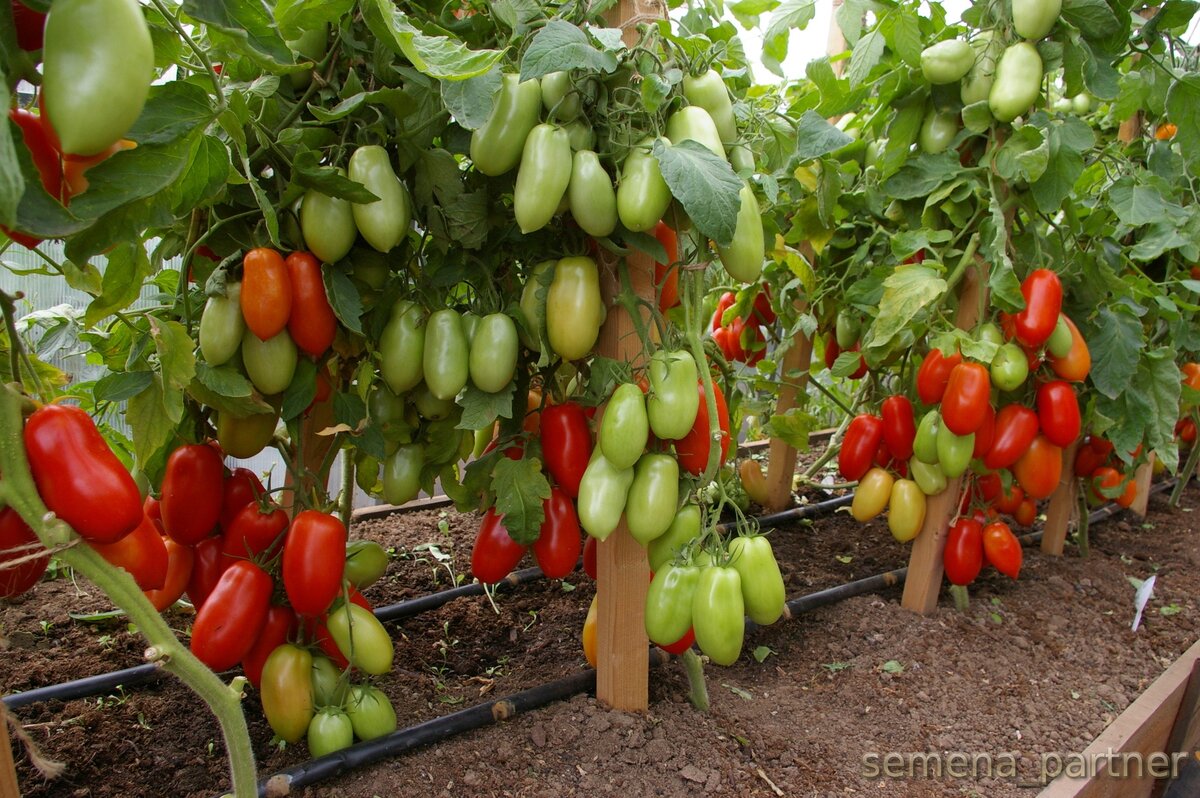 Томат Агафья F1 на опытном поле Агрофирмы партнер. Сезон 2018 года.