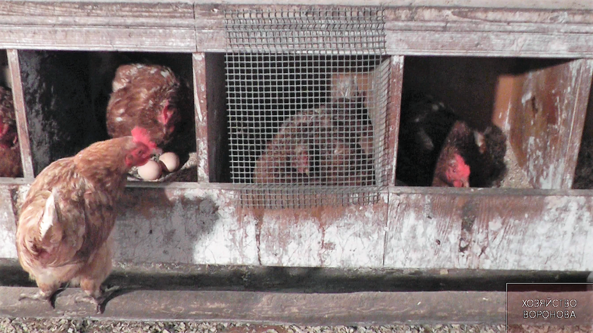 наседка за решёткой