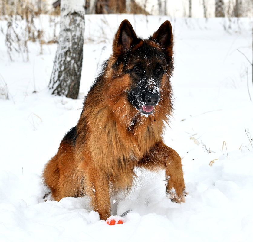 GSD Puppy German shepherd dogs, Dogs, Shepherd dog
