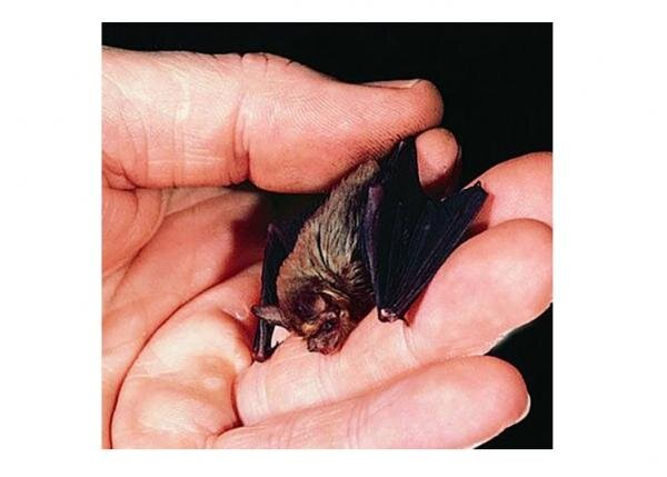 https://t1.ea.ltmcdn.com/es/images/4/6/3/19_murcielago_mariposa_24364_19_600.jpg