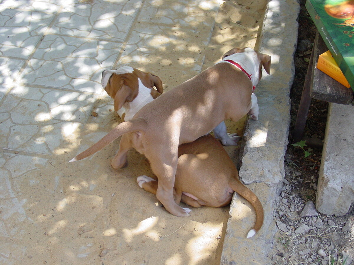 Я Самый Лучший из Созвездия Стафф и Явная Победа из Созвездия Стафф