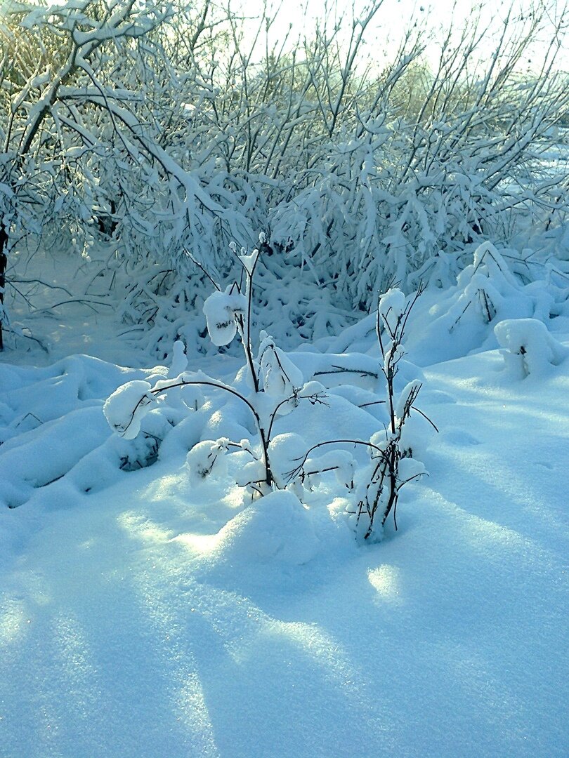 Лопух в снегу