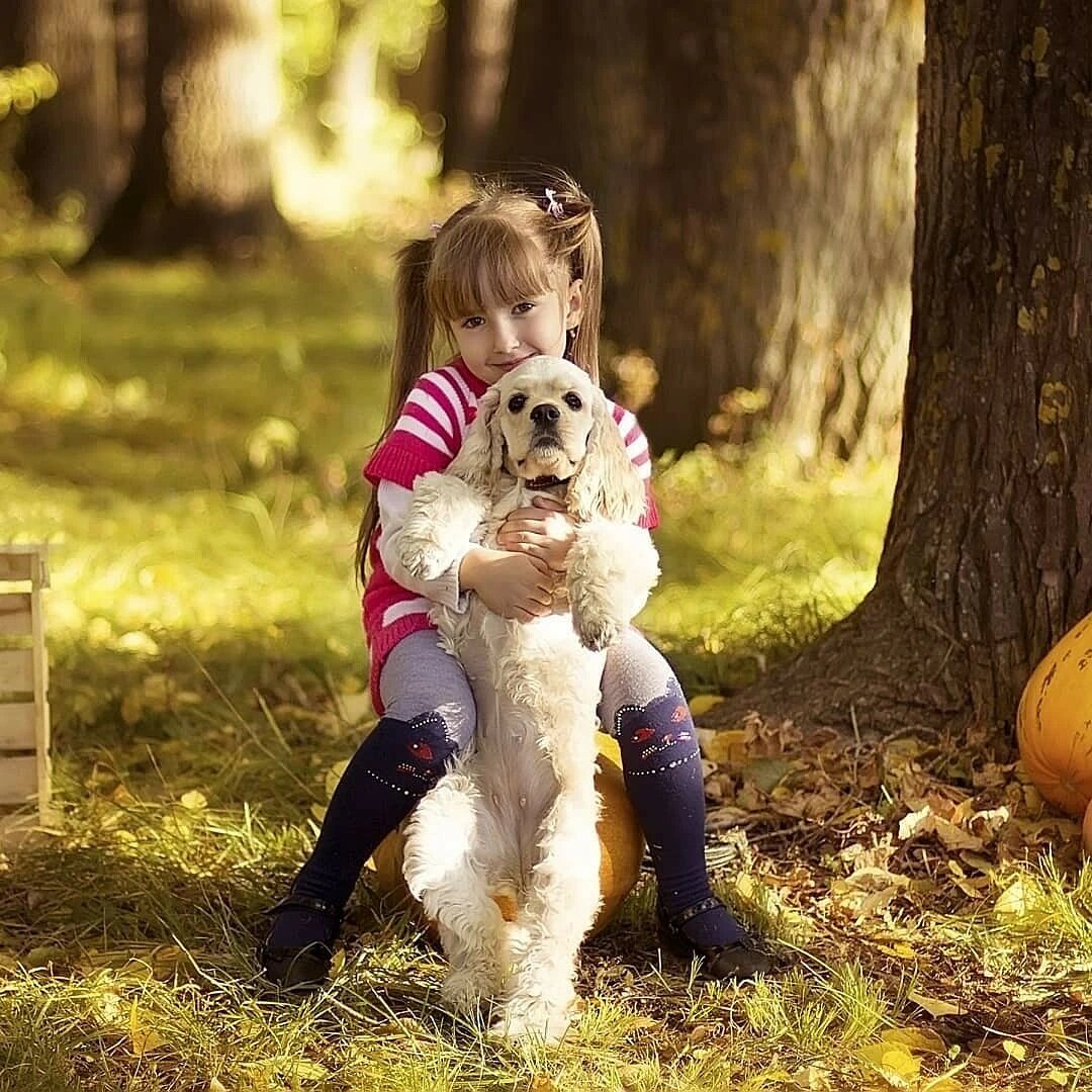 Американский кокер-спаниэль