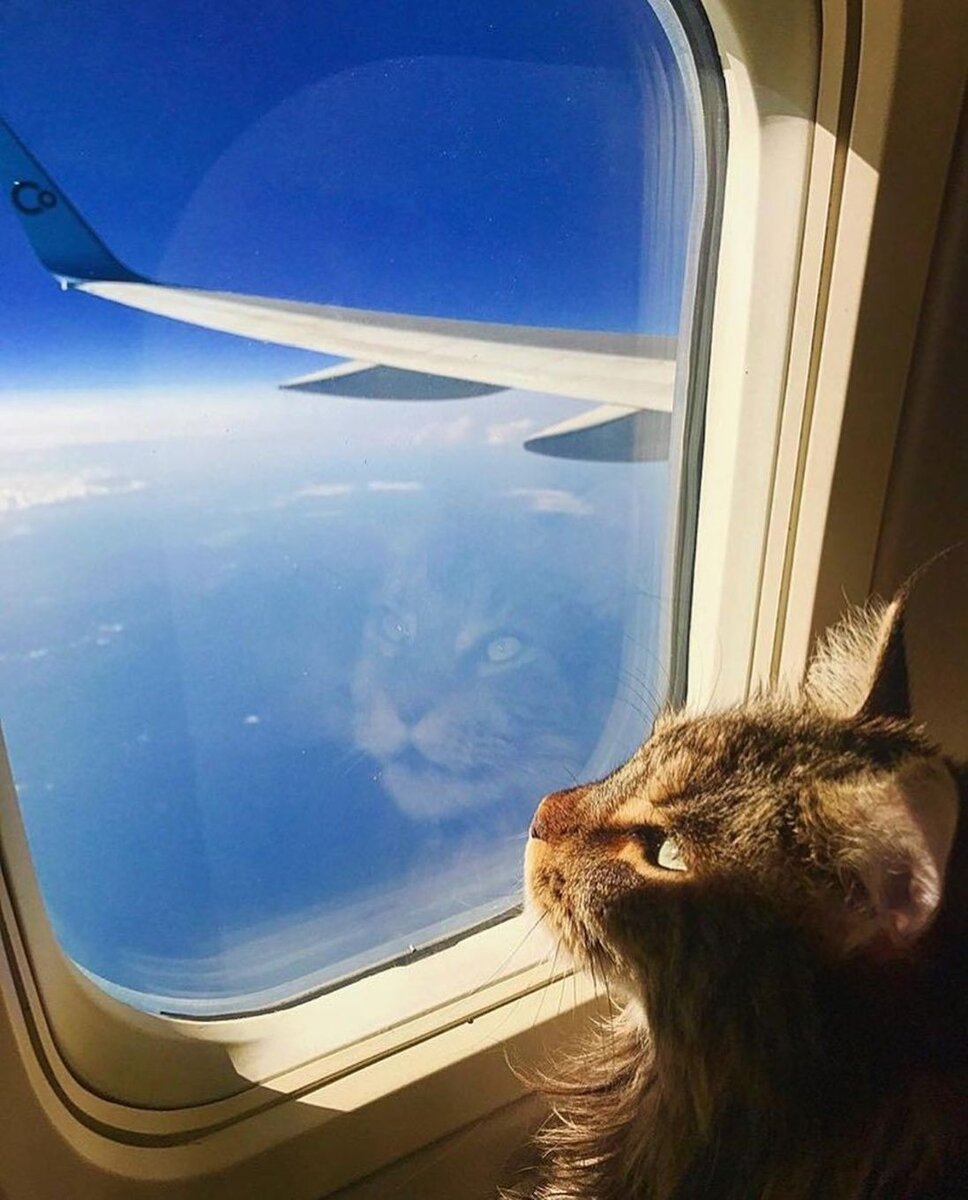 Фото из свободных источников