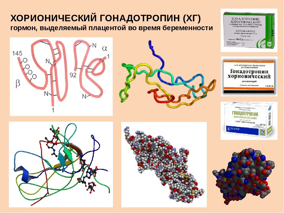 Определение хорионического гонадотропина. ХГЧ структура. Хорионический гонадотропный гормон. ХГЧ строение. Хорионический гонадотропин (ХГ).
