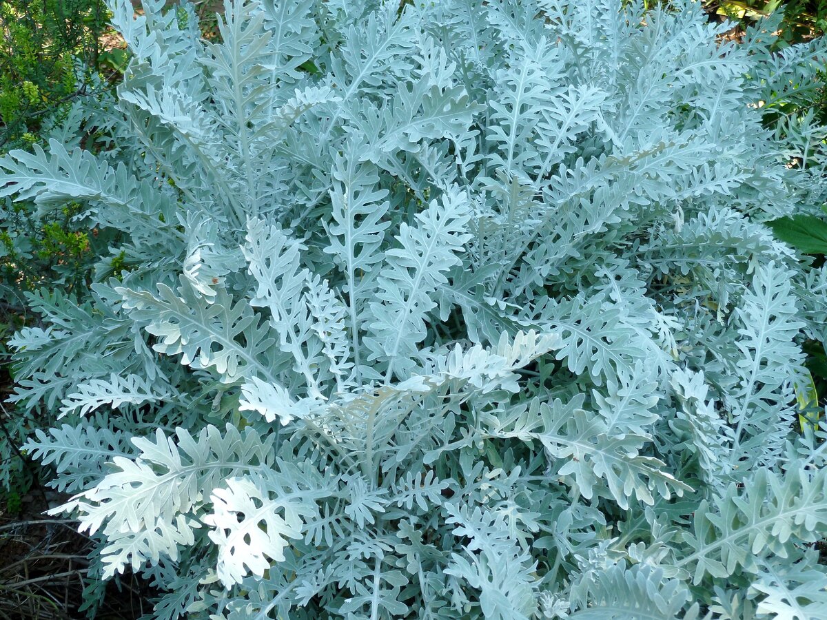 Цинерария Приморская cineraria maritima