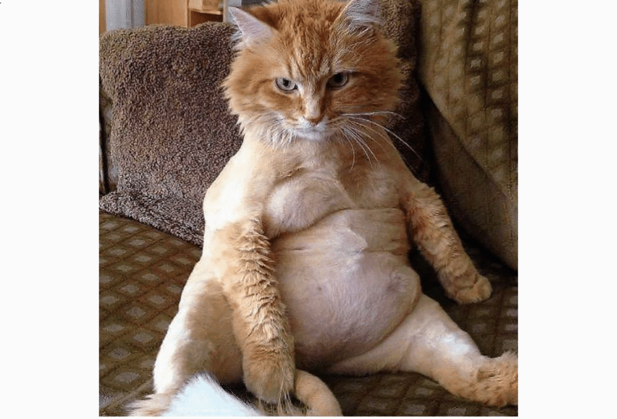 Это не пузо, а подушка для обогрева хозяина!