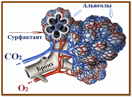 Яндекс картинки