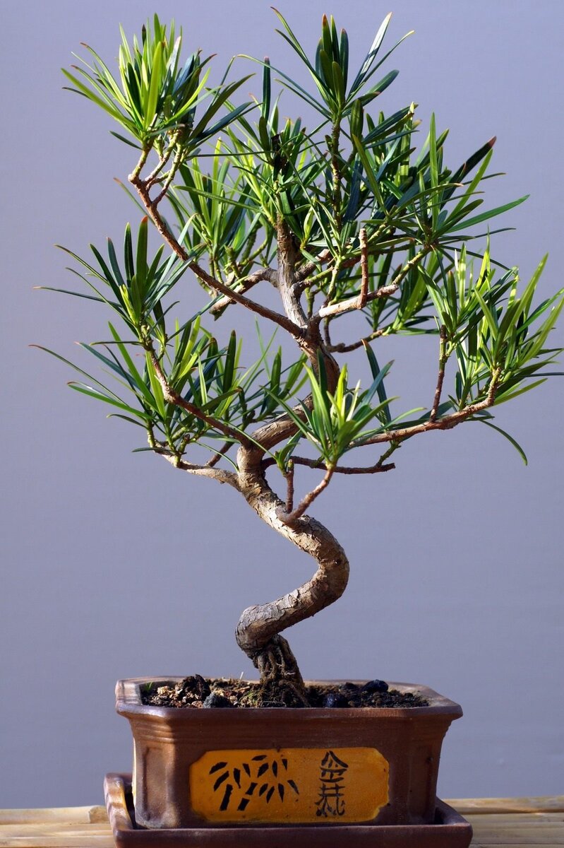 Бонсай из подокарпус