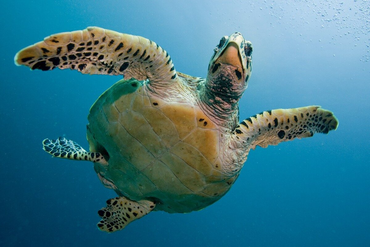 Черепаха Каретта-Каретта. Водоплавающая черепаха морская. Черепаха бисса (Каретта). Ласты морской черепахи.