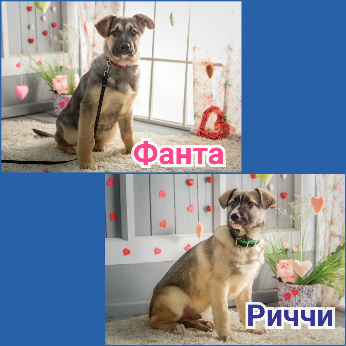 Спасённые...сначала от голода и холода,а потом от энтерита... 