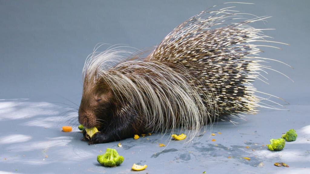 Примерно как этот дикобраз