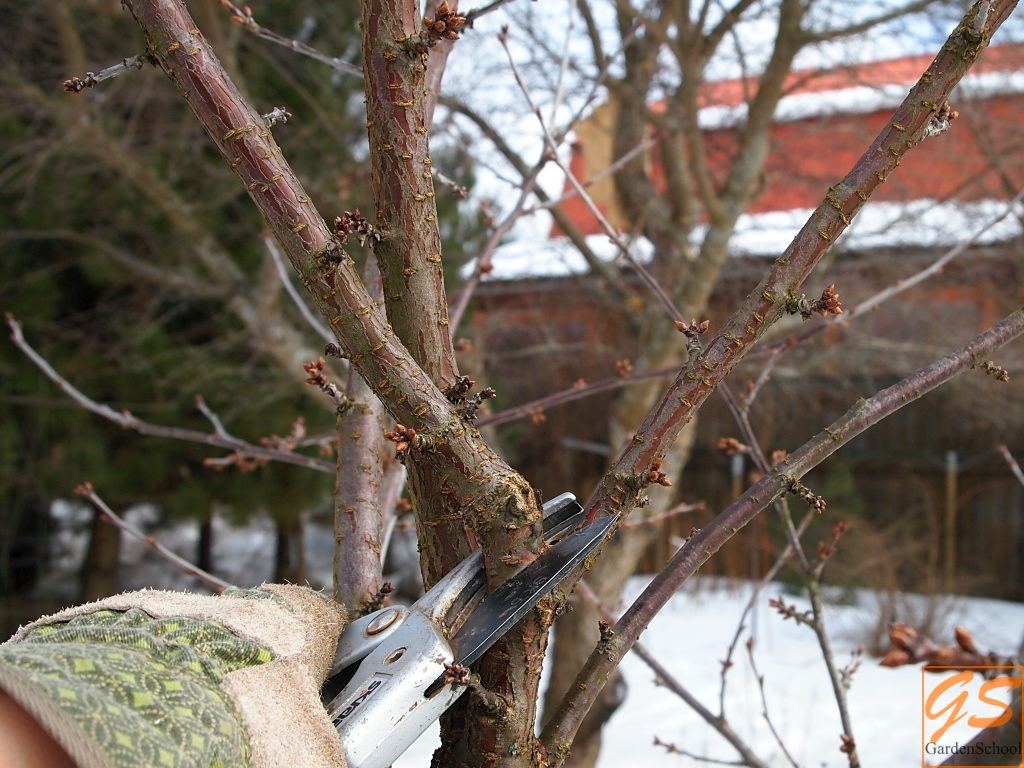 На нижней ветке. Обрезка вишни и черешни весной. Весенняя обрезка черешни. Обрезка черешни деревьев весной. Кронирование черешни.