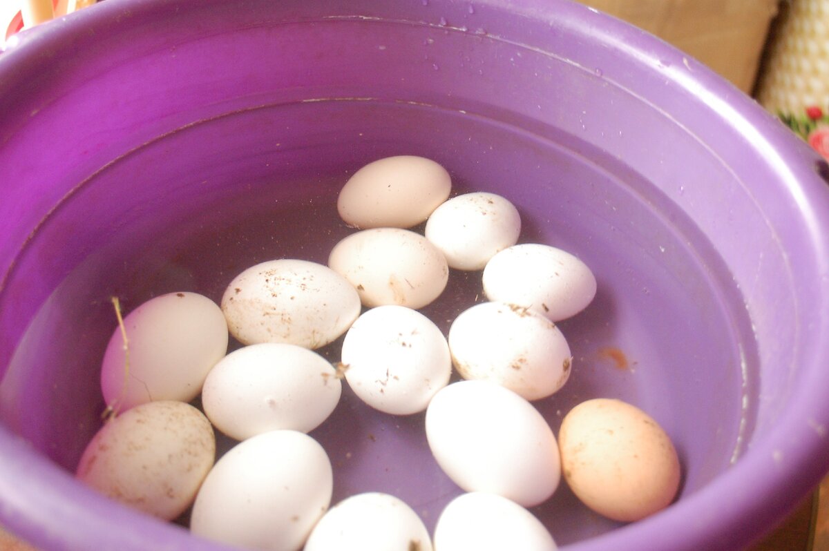 Как проверить свежесть перепелиных яиц