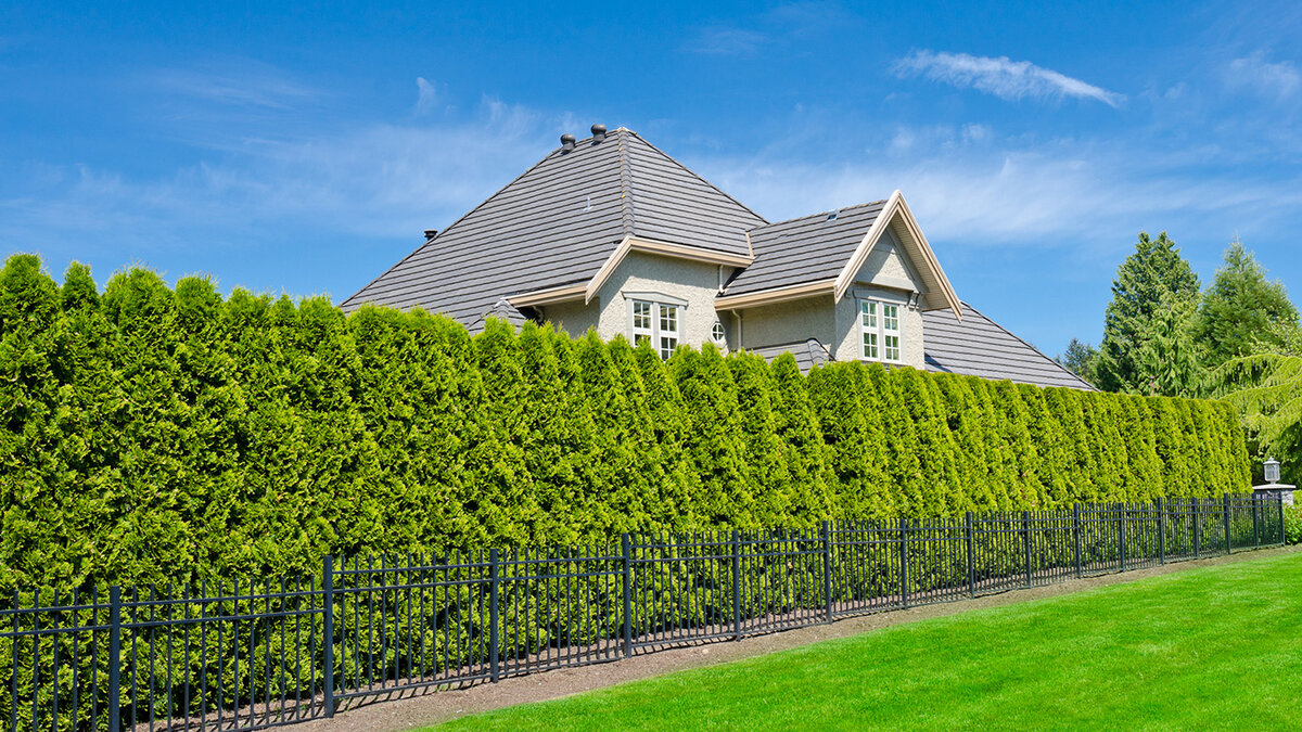 Изгородь из туи