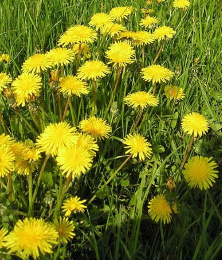 Одуванчик лекарственный