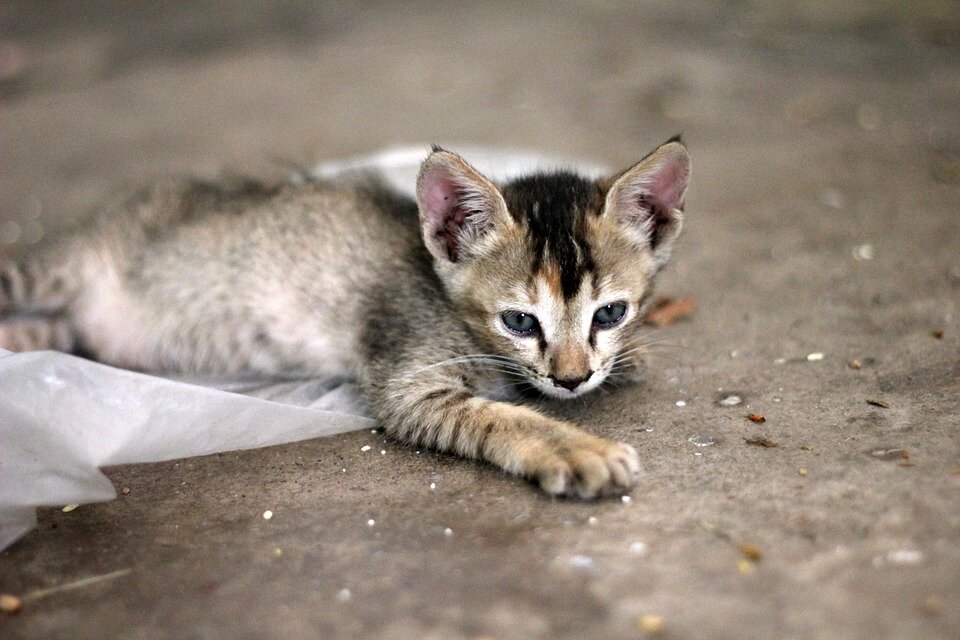  Фото: pixabay.com
