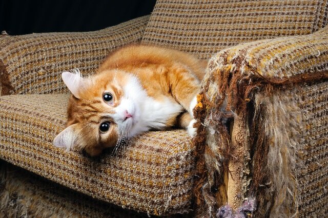 Почему кошка царапает ковер и мебель