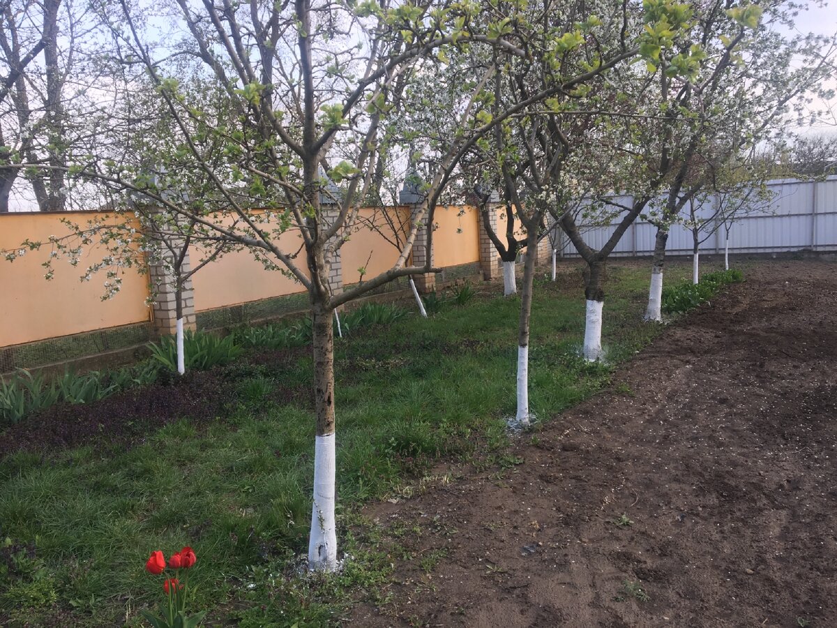 Весенняя побелка деревьев