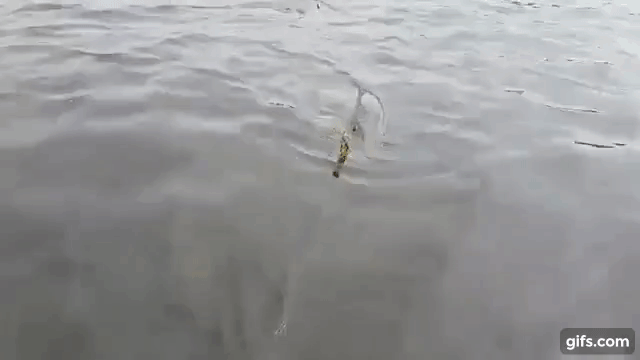 Щука на чаттербейт | Youtube Roofvisweb