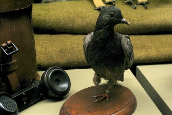 Войскам связи армии США есть за что поблагодарить домашнего голубя Шер Ами во время Второй Мировой. Ами был одним из 6000 голубей, которые британские заводчики отправили военным для того, чтобы те их тренировали как почтовых голубей. Ами выполнил 12 важных миссий за несколько месяцев в 1918 году, а в последний раз он вылетел днем 4 октября 1918 во время битвы при Аргонне. Войска обстреливали свои, и майор Уитлси отправил Шер Ами с запиской прекратить это. Будучи тяжело раненым в грудь и слепым на один глаз, с висящей одной ногой, птица смогла доставить записку и спасти жизнь более чем 200 солдат. После этой важной миссии голубя вылечили, ему сделали деревянный протез, но менее чем через год он умер.