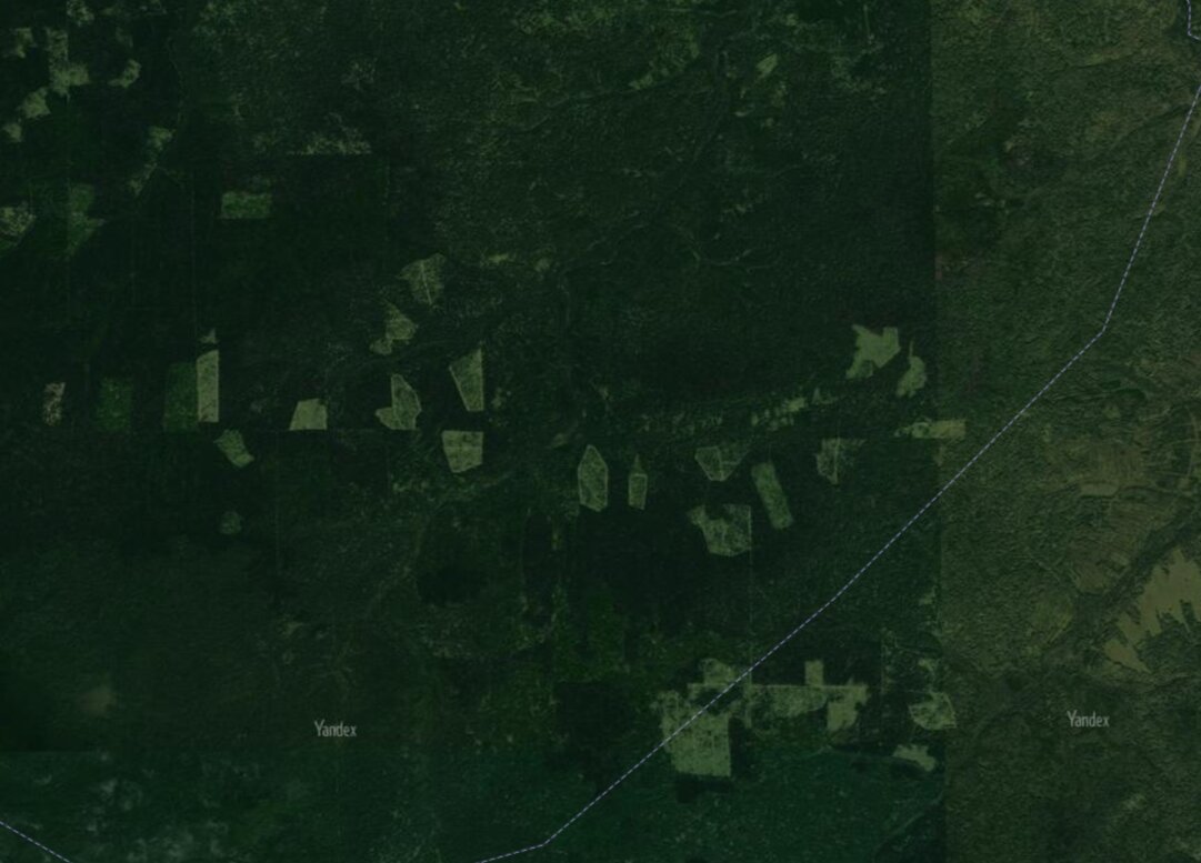 Типичная сибирская тайга