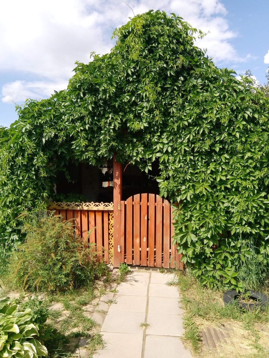 Оформление входа в беседку Девичьим виноградом