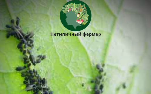 Тля на внутренней поверхности листа