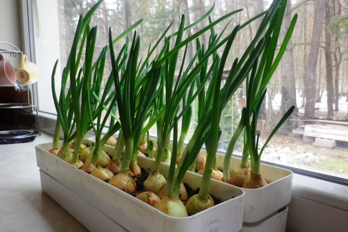 лук в домашних условиях