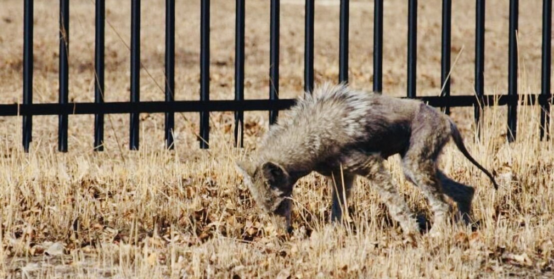 Неизвестный зверёк.