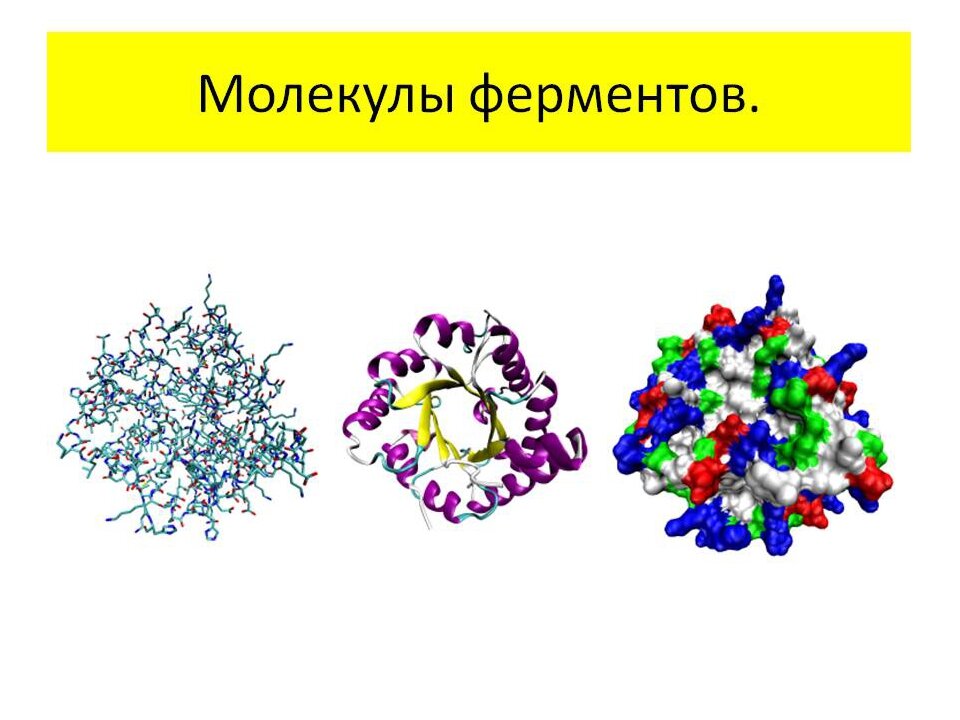 Ферменты картинки для презентации