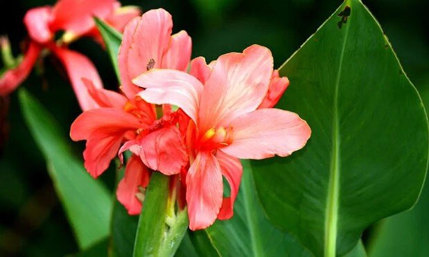 [caption id="attachment_1121" align="alignnone" width="619"] Канны[/caption]