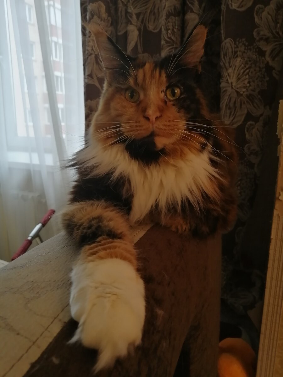 Знакомьтесь! Лирикум Веренея Бестовна 