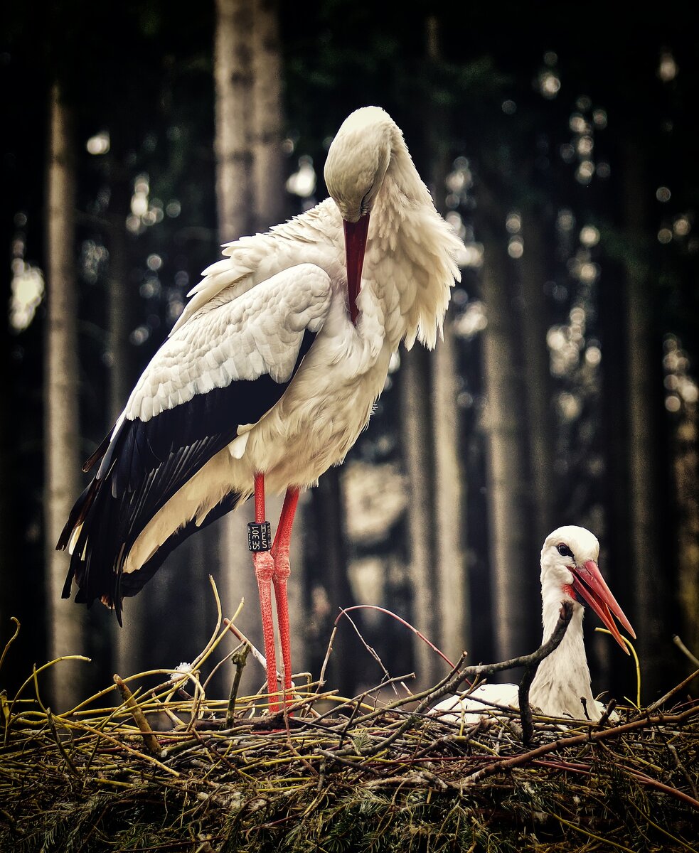 Изображение Alexas_Fotos с сайта Pixabay 