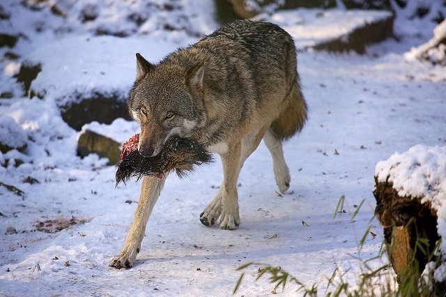 Фото из интернета