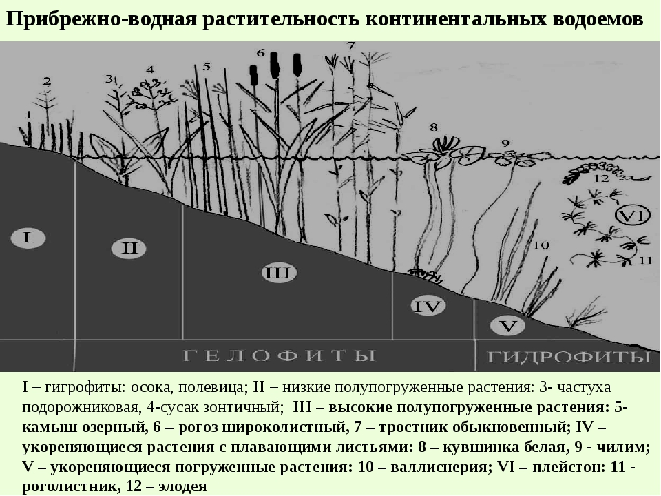 Расчет водоема. Схема растительности водоема. Схема размещения растений в водоеме. Прибрежно-водная растительность структура. Ярусность водоема.