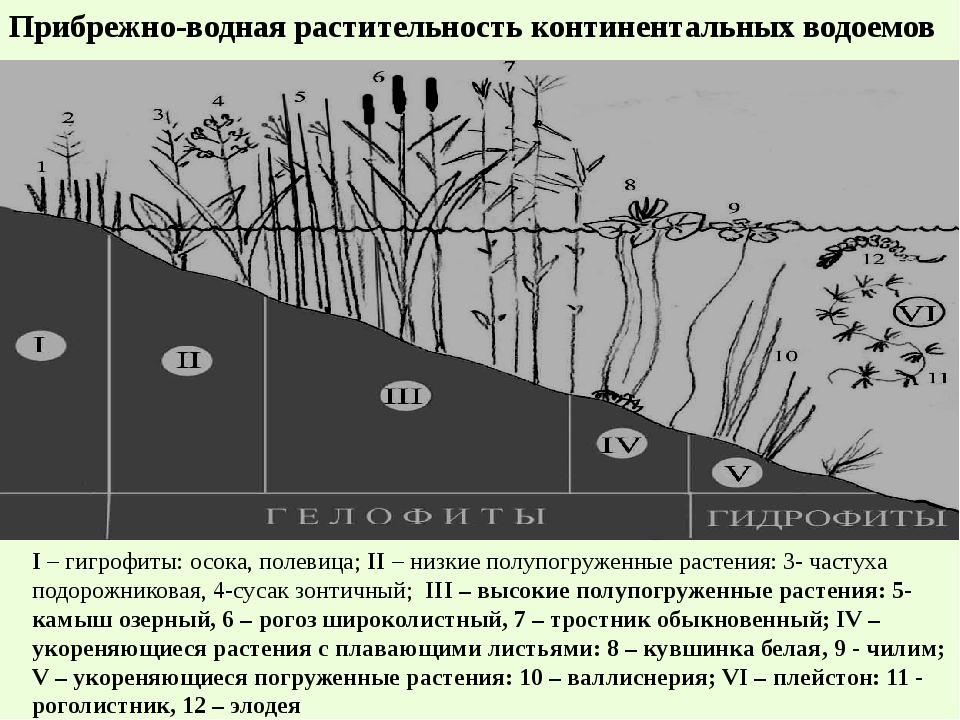 Какие глубина водоема. Схема растительности водоема. Схема размещения растений в водоеме. Прибрежно-водная растительность структура. Ярусность водоема.