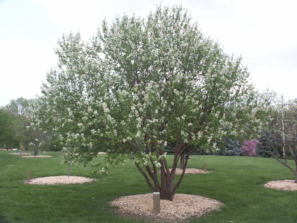 Дерево без запаха. Черёмуха Маака. Черемуха Маака Prunus maackii. Черемуха Маака Амбер Бьюти. Черемуха виргинская, Маака.