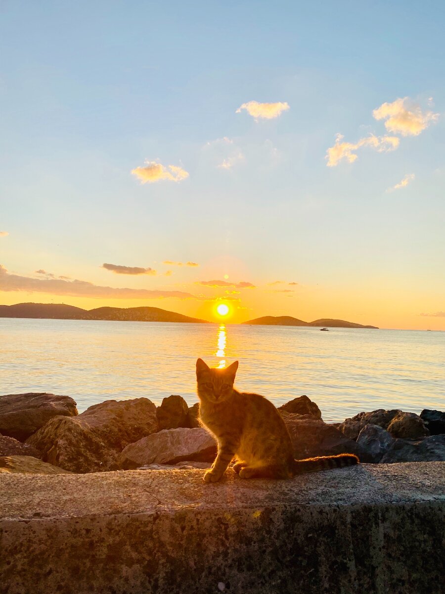 Коты - главные хозяины Стамбула.