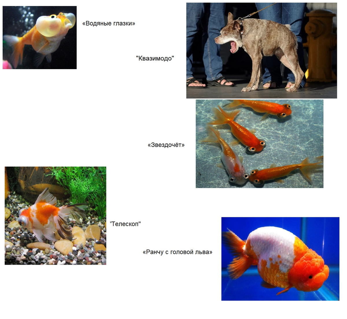 все эти животные выведены искусственно 