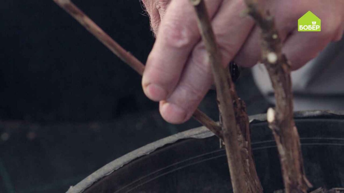 Формировать куст рекомендуется летом. Используя секатор, обрежьте слабые, больные или повреждённые ветки.