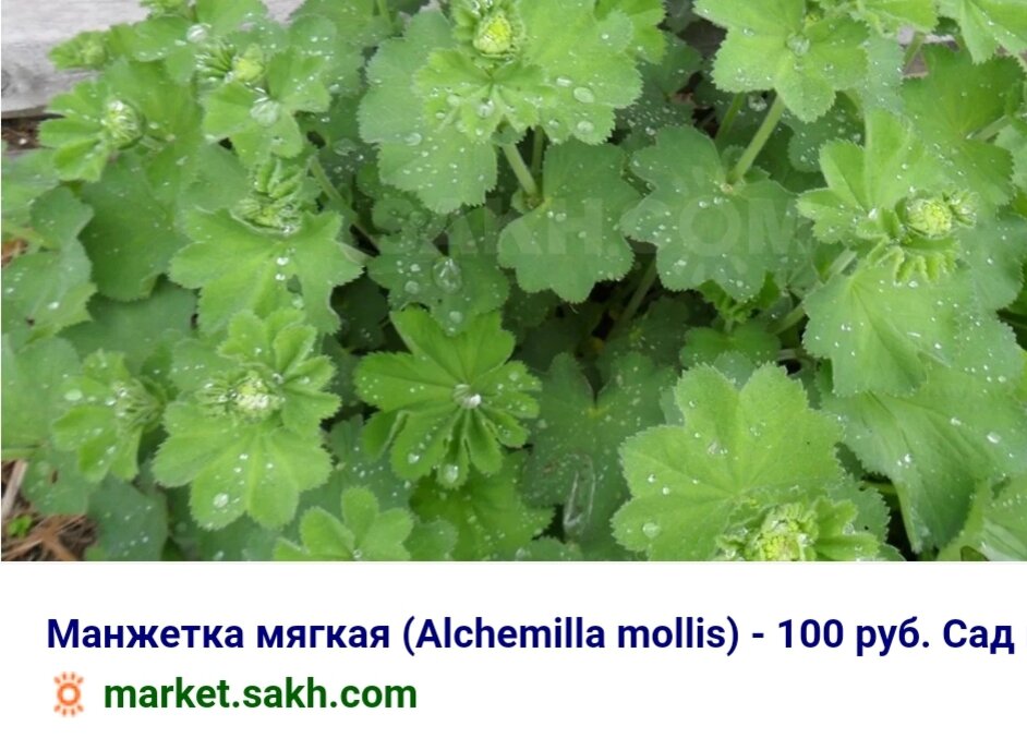 Манжетка Alchemilla epipsila