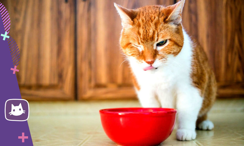 🐱Сколько можно кошке оставаться без еды, чтобы не было вреда здоровью