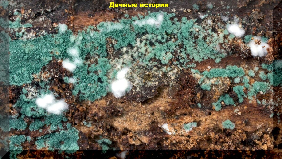 Триходерма харзианум (73 фото)