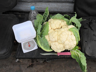  Капуста цветная