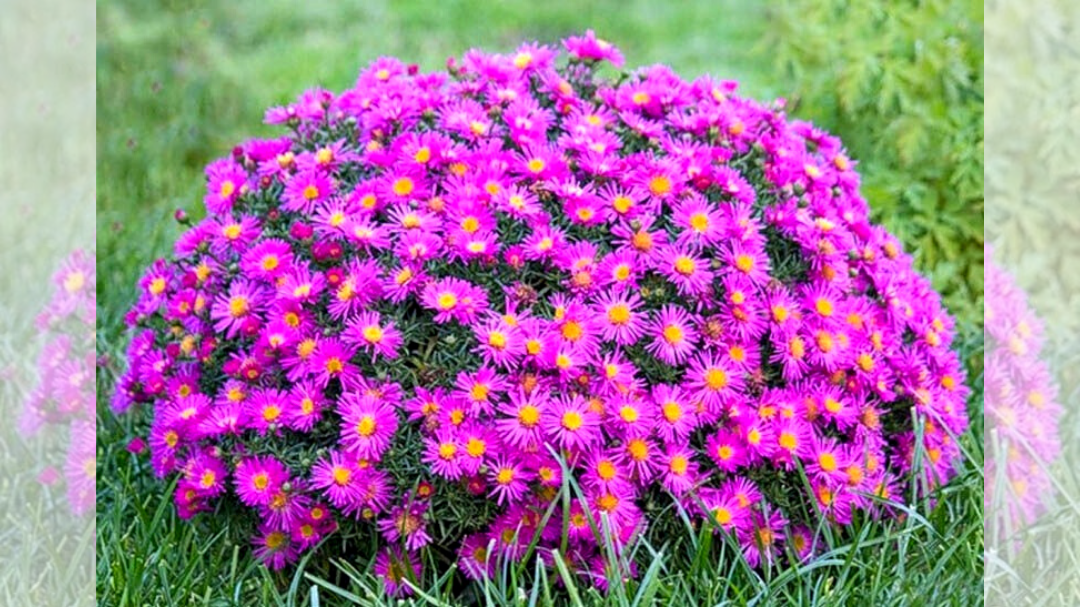 Многолетние астры