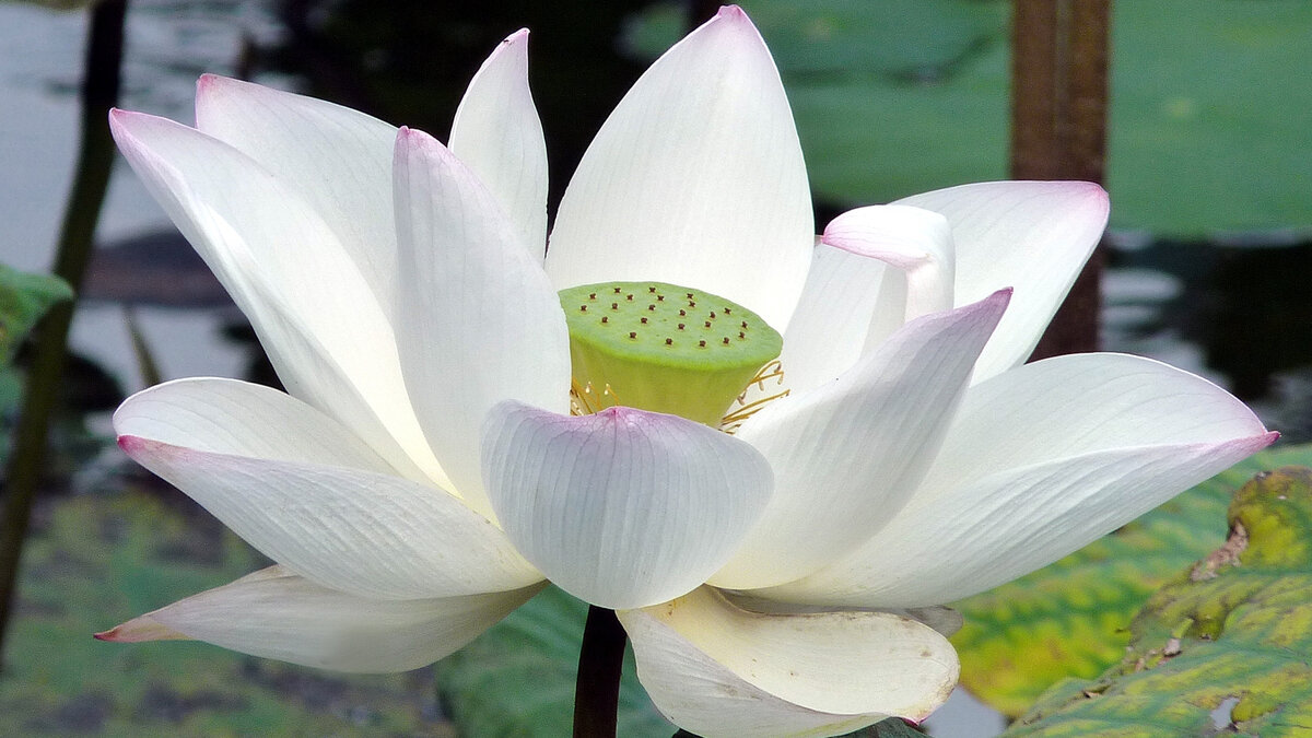 Лотос (Nelumbo nucifera)