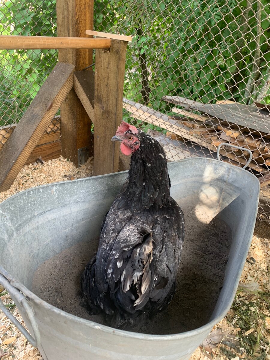 Коко Шанель принимает ванну с золой 