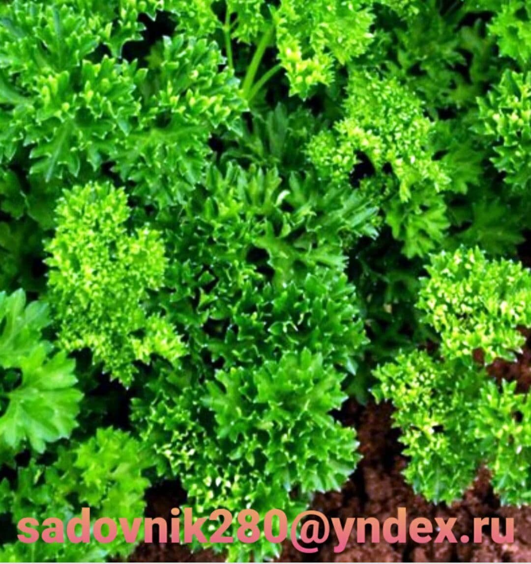 фото автора Алесад