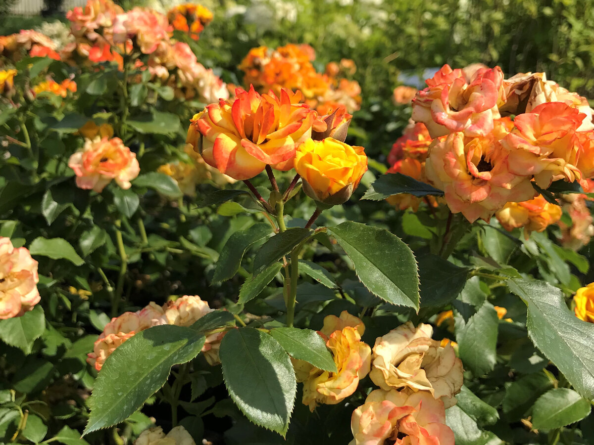 Роза миниатюрная Gold Symphonie